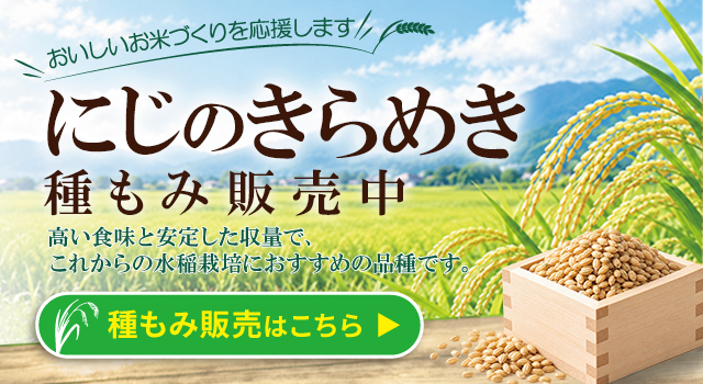 播種用にじのきらめき種もみ